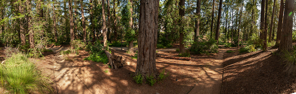 Redwood Forrest